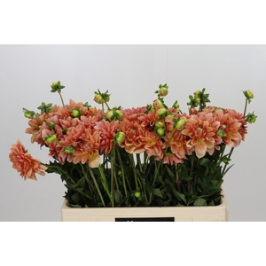Dahlia Peach Delight