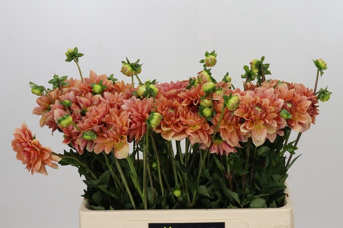 <h4>Dahlia Peach Delight</h4>