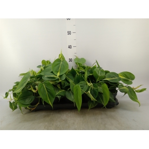 Philodendron scand. 'Brasil'