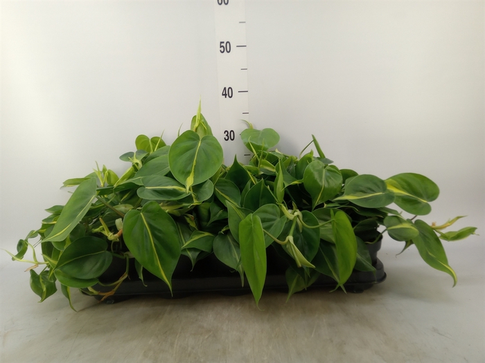 <h4>Philodendron scand. 'Brasil'</h4>