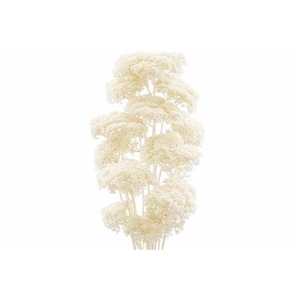 Dried achillea bleached