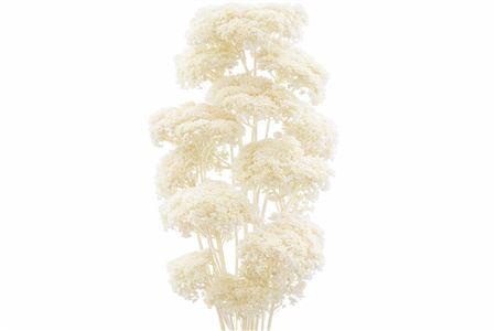 <h4>Dried achillea bleached</h4>