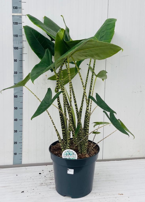 <h4>ALOC ZEBRINA</h4>