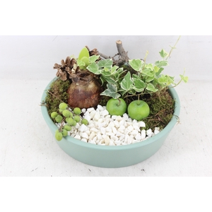 arr4 Amaryllis PL - Ker. 25cm groen