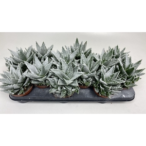 ALOE OV