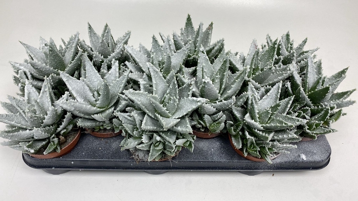 <h4>ALOE OV</h4>