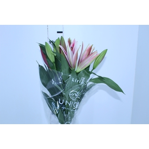 LIRIO REDFORD 090 CM HT MIN 2 FLS VERMELHO