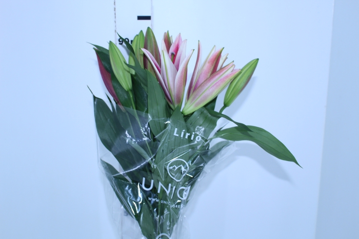 LIRIO REDFORD 090 CM HT MIN 2 FLS VERMELHO