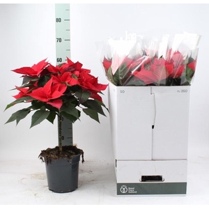 EUPHOR P GRAN ITALIA