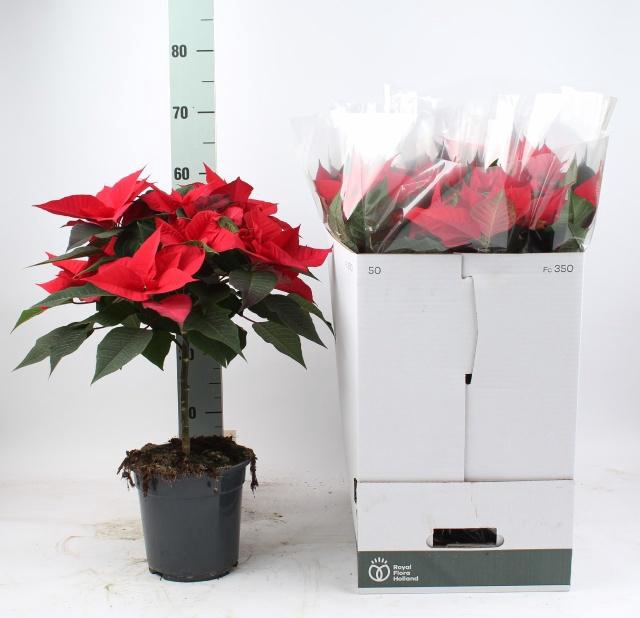 <h4>EUPHOR P GRAN ITALIA</h4>