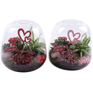 Valentine Arr. Indoor Glass Vase Terrarium Round Ø23cm 3PP