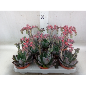 Echeveria  'Blue Prince'
