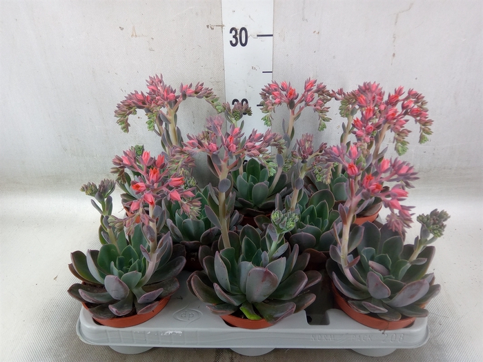 <h4>Echeveria  'Blue Prince'</h4>