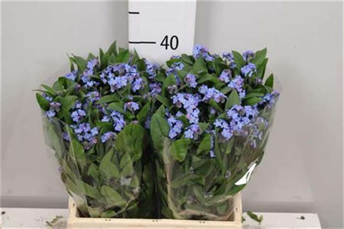 <h4>Myos Blauw Atlantis</h4>