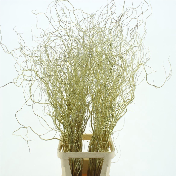 <h4>Salix Golden Curls Klb Goud</h4>
