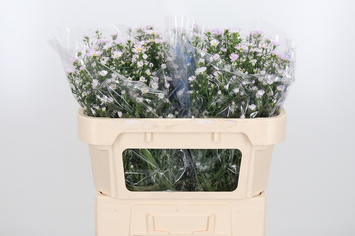 <h4>Aster Claudia</h4>