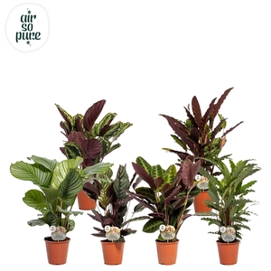 Calathea mix