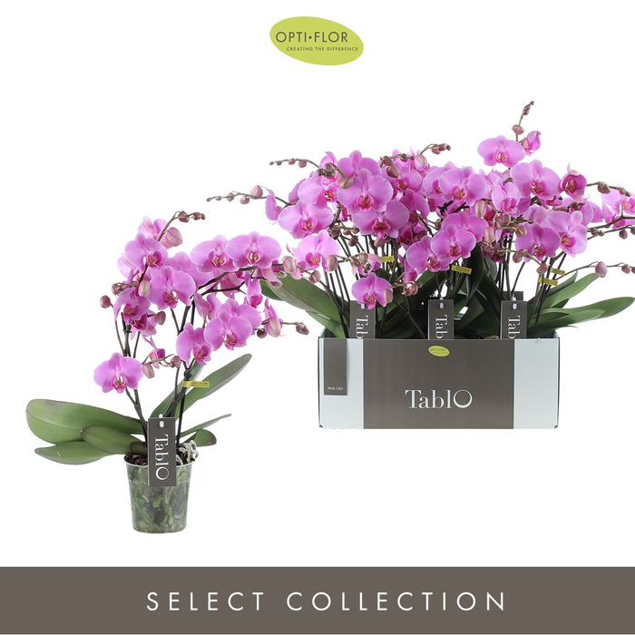 PHAL OPTI TABLO PINK GIN 2 SPIKE