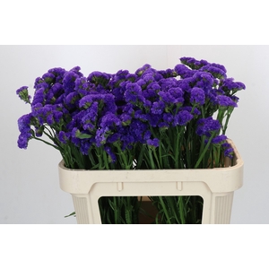 Limonium sinuatum Marina Violet