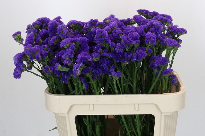 <h4>Limonium sinuatum Marina Violet</h4>