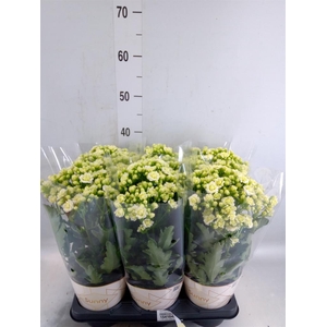 Kalanchoe  'Sunny White'