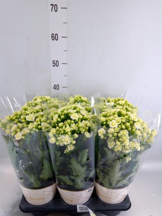 <h4>Kalanchoe  'Sunny White'</h4>