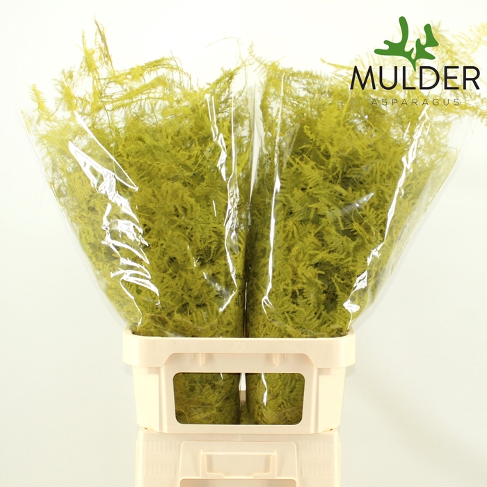 Asp Klb H% L. Getopt Yellow