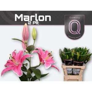 LI OR MARLON 2pit
