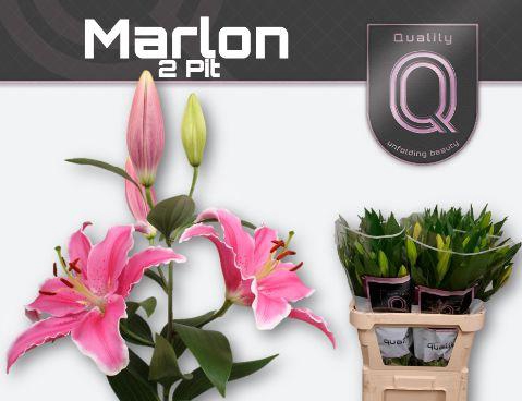 <h4>LI OR MARLON</h4>