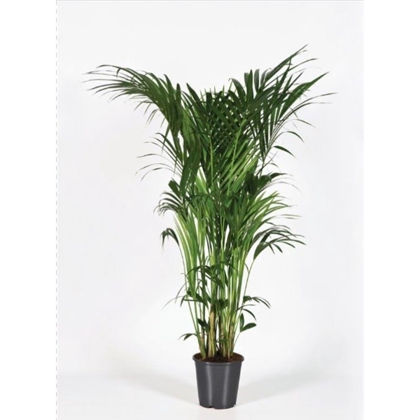 <h4>Howea forsteriana 180cm (Kentia)</h4>