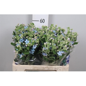 Oxy Co Tan Pure Blu