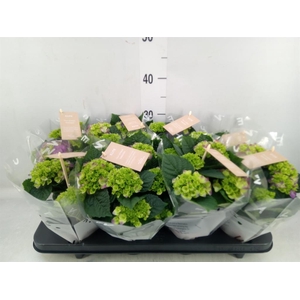 Hydrangea mac. 'Ningbo'