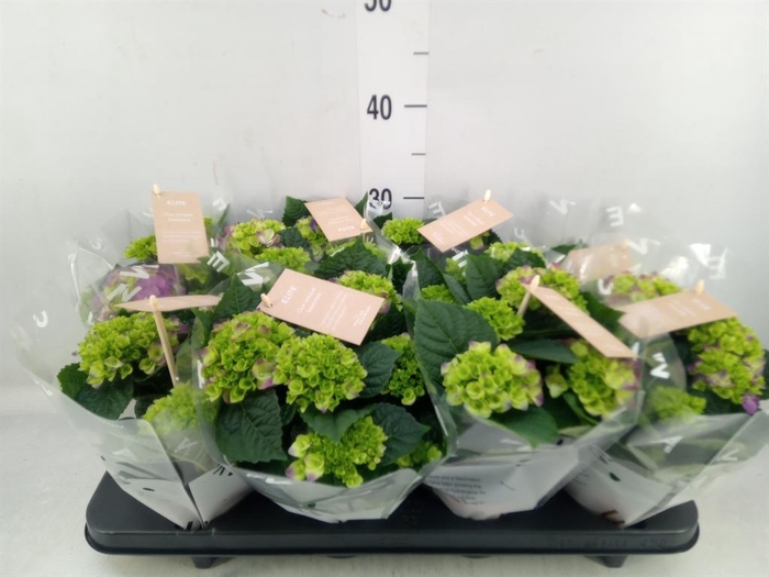 <h4>Hydrangea mac. 'Ningbo'</h4>