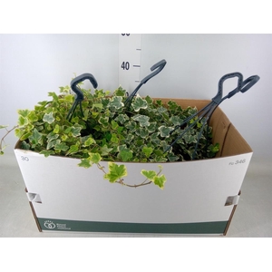 Hedera helix 'White Wonder'