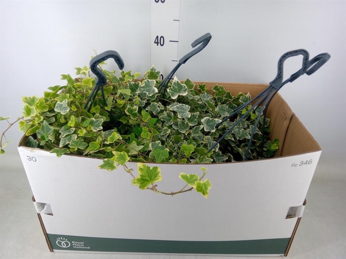 <h4>Hedera helix 'White Wonder'</h4>