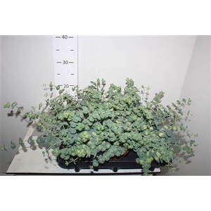Sedum Sieb. Mediovar. P10,5 Xl