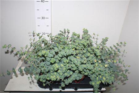 <h4>Sedum Sieb. Mediovar. P10,5 Xl</h4>