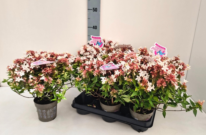<h4>ABEL GRANDIFLORA</h4>