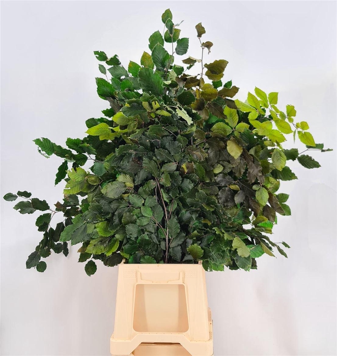 <h4>Dr Fagus Stab Oliva Green</h4>