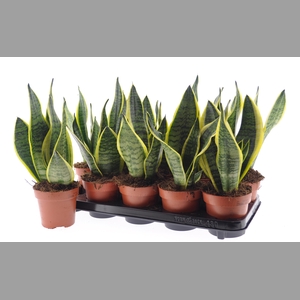 SANSEV FUTURA SUPERB