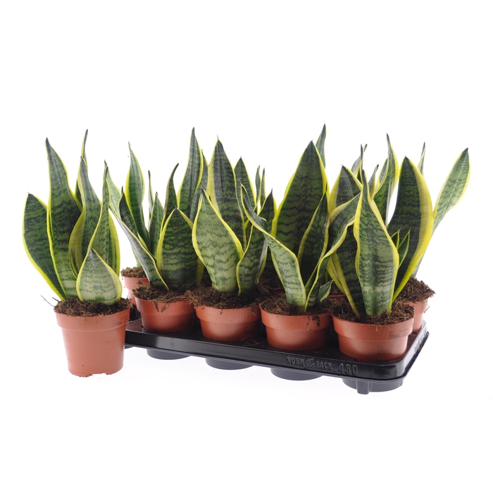 <h4>SANSEV FUTURA SUPERB</h4>