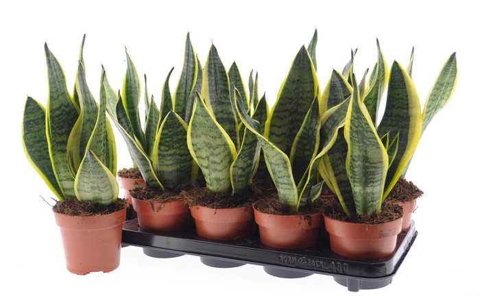 <h4>Sansev Futura Superb</h4>