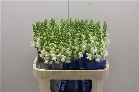 <h4>Antir Antibes White</h4>
