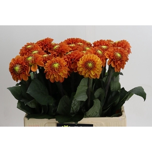 Dahlia Bright Orange