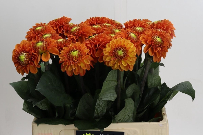 <h4>Dahlia Bright Orange</h4>