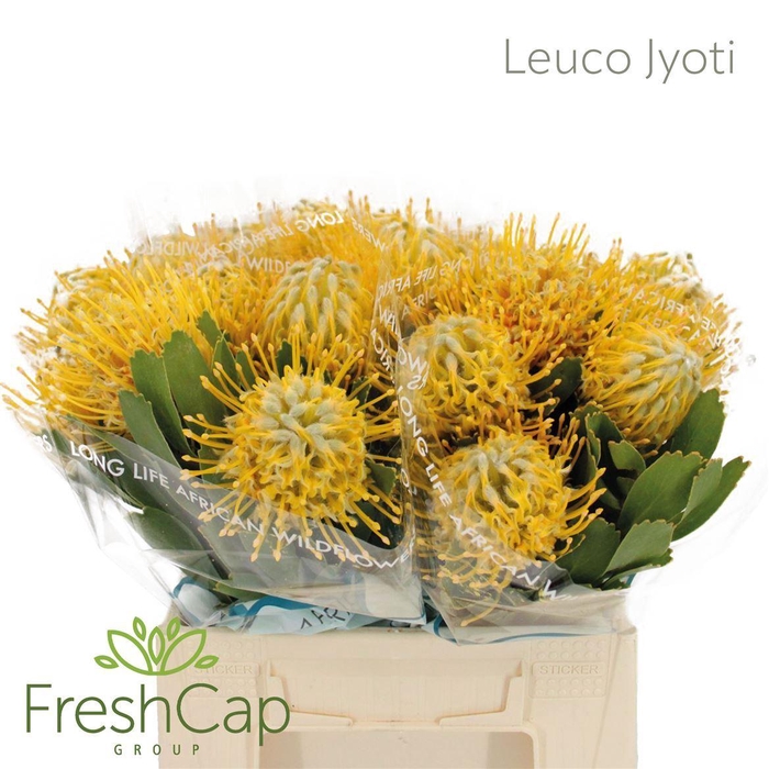 <h4>Leucospermum  'Super Gold'</h4>
