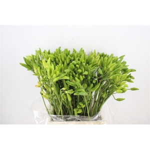 Pepers Paprika Green P Bunch