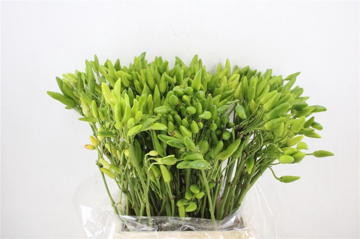 <h4>Pepers Paprika Green P Bunch</h4>