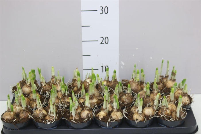 <h4>Narcis Tete A Tete</h4>