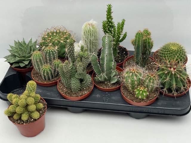 <h4>Cactus gemengd</h4>